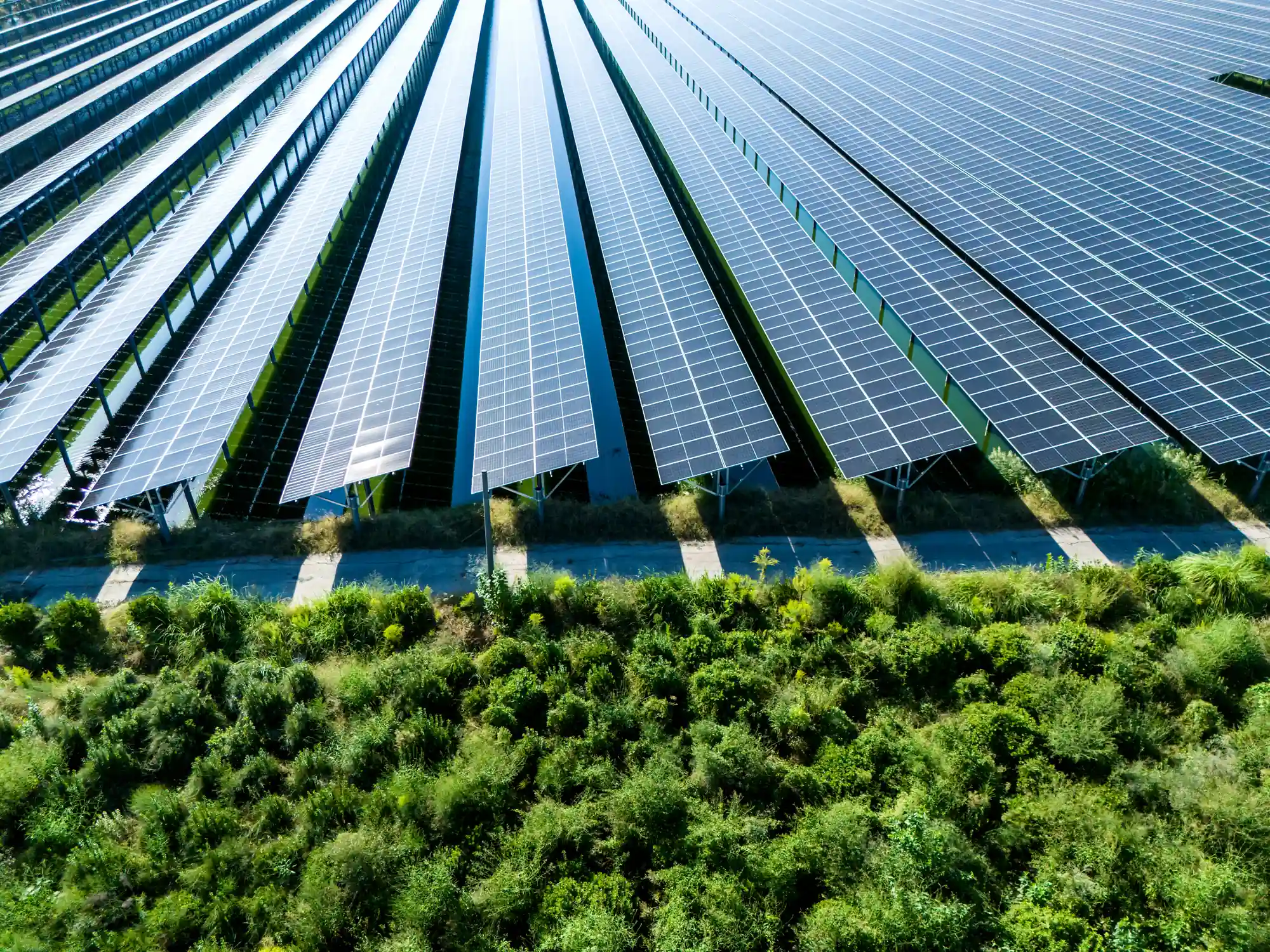 Vista aérea de las filas de paneles de un parque solar