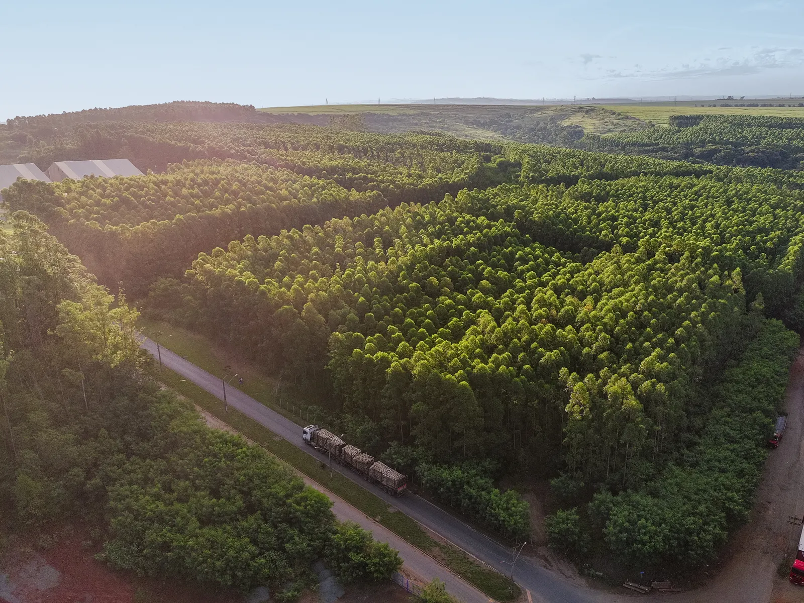 Vista aérea de un camión forestal pasando por una plantación de eucaliptos